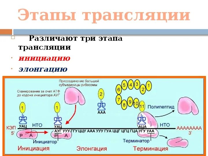 Биосинтез белка биология 10. Этапы трансляции. Фазы трансляции. Трансляция биология этапы. Этапы трансляции белка.