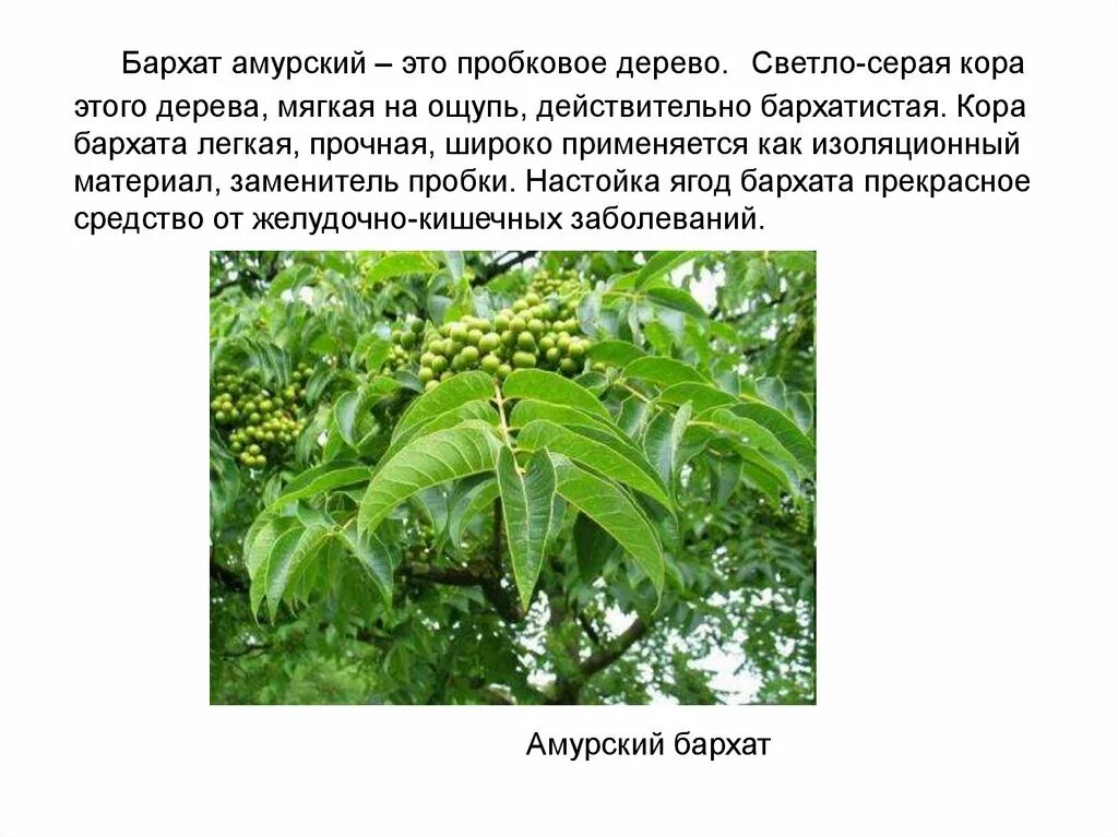 Где растет амурский. Бархат Амурский -Phellodendron amurense. Уссурийская Тайга Амурский бархат. Бархат Амурский пробковое дерево. Бархат Амурский ареал.