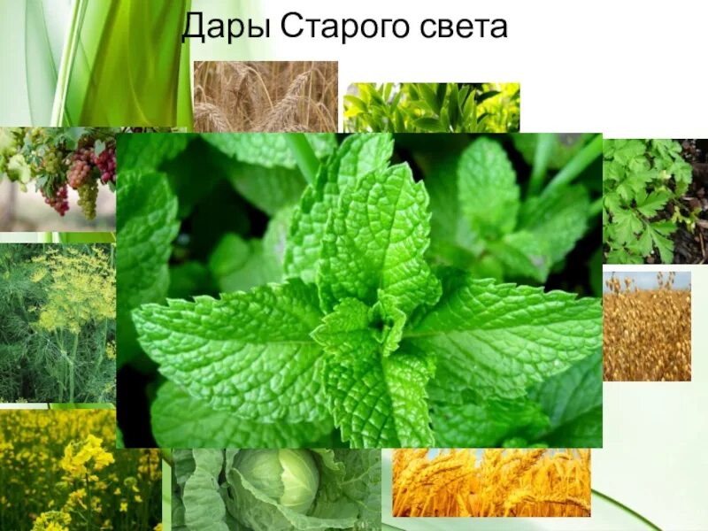 Дары старого света 6 класс