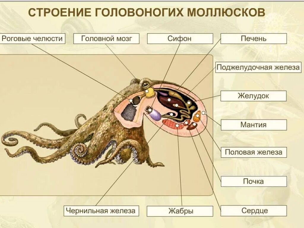 Строение класса головоногих моллюсков. Класс головоногие внутреннее строение. Внутреннемстпоение головоногих. Внешнее строение головоногих моллюсков.