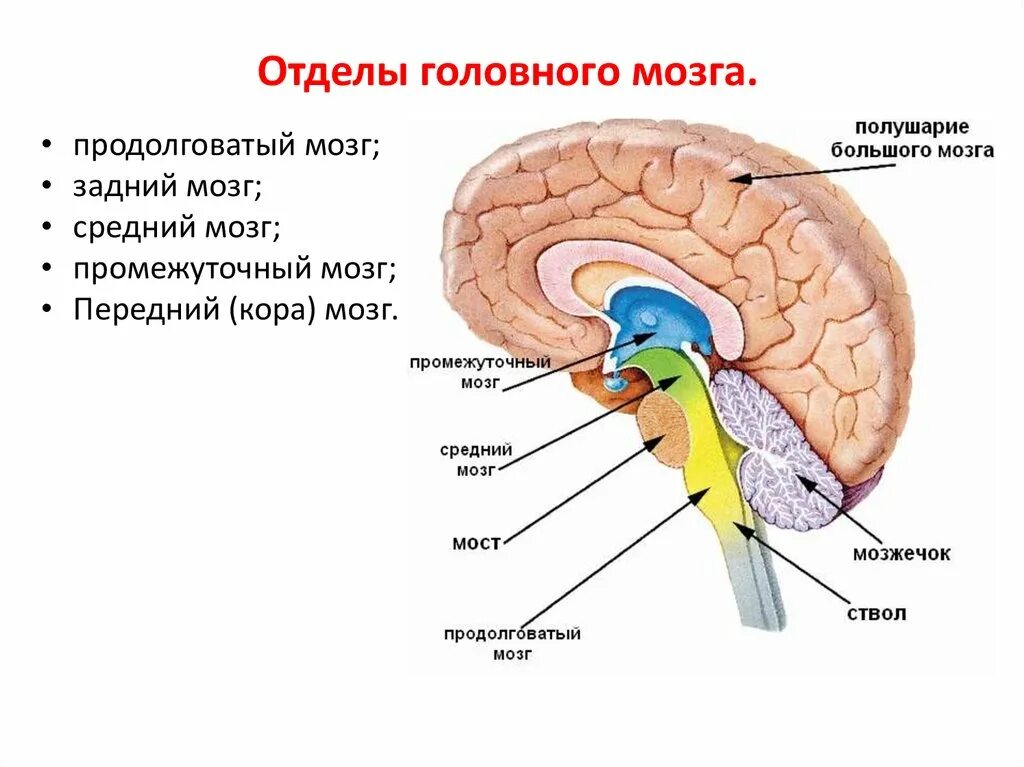 Полости мозга заполнены. Строение головного мозга 5 отделов. Ствол головного мозга строение и функции анатомия. Функции отделов головного мозга рисунок. Головной мозг продолговатый средний задний промежуточный.