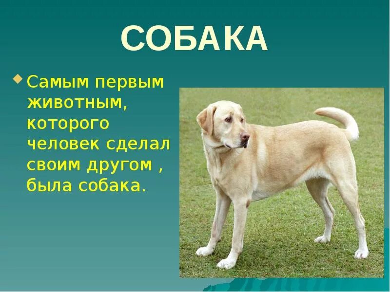 Проект про животного 1 класс. Презентация домашние животные. проект про домашних животных. презентация про домашних животных. домашние животный презентация.