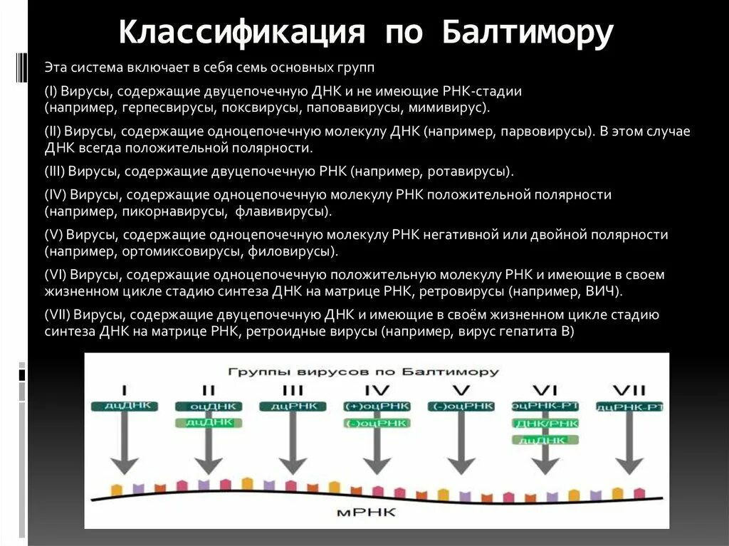 К рнк вирусам относятся вирусы. Классификация вирусов по Балтимору. Систематика вирусов по Балтимору. Классификация по. Классификация по Балтимору микробиология.