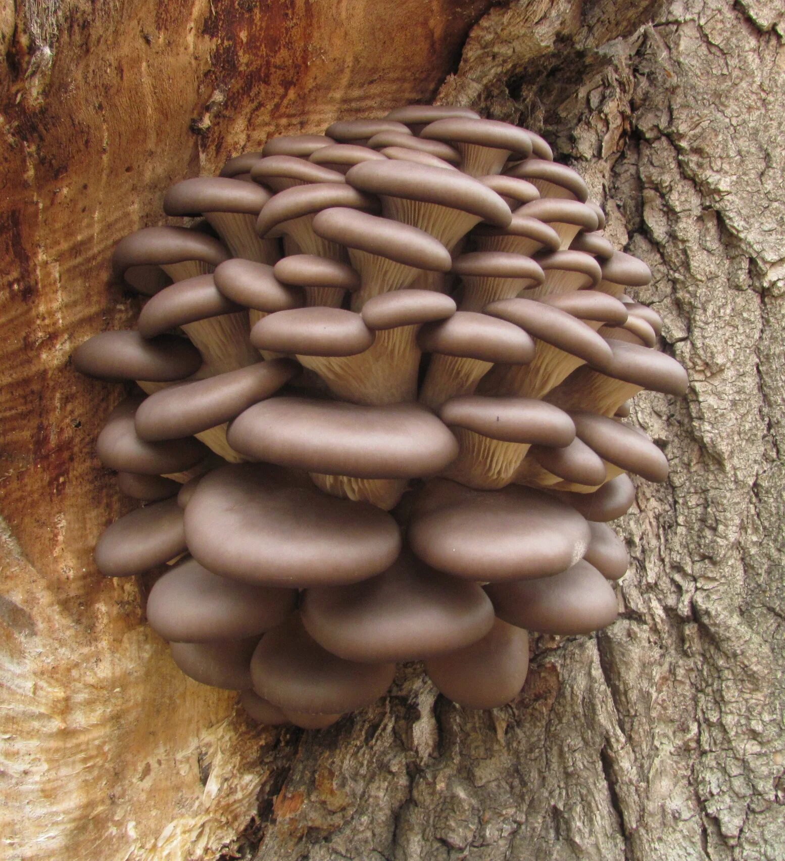 Вешенки на дереве. Вешенка гриб. Вёшенка устричная (Pleurotus ostreatus). Гриб Тополиная вешенка. Вешенка абалоне.