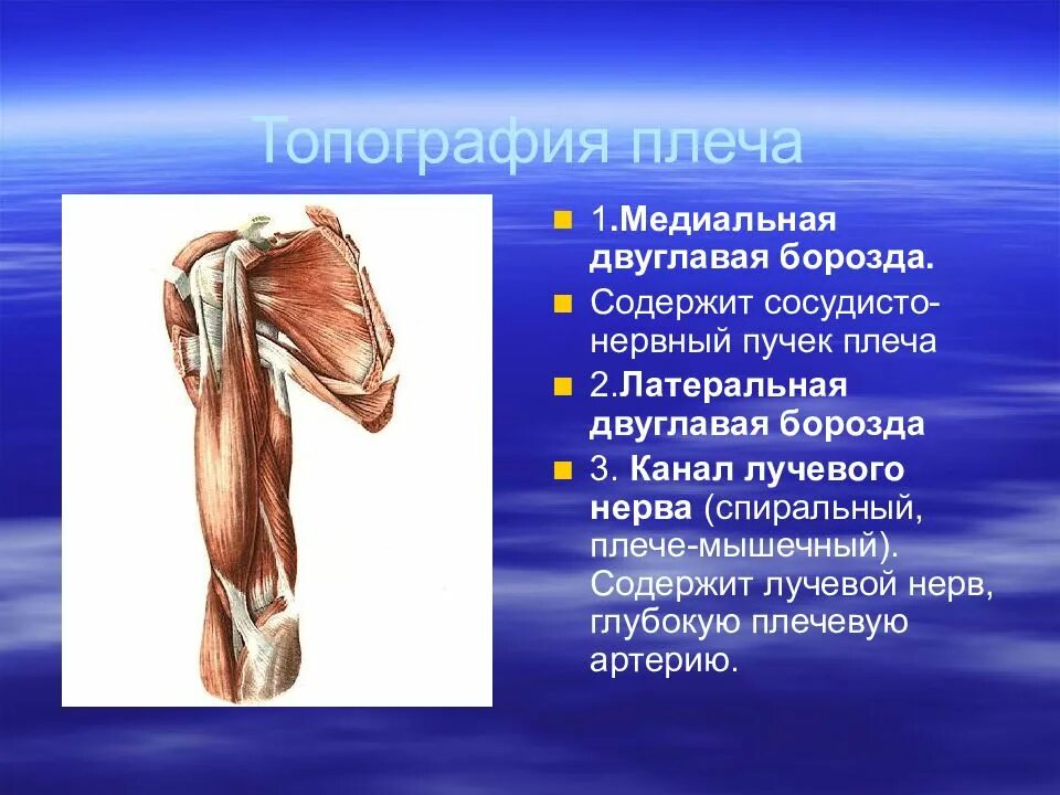 Локтевая ямка границы и содержимое. Сгибатель 1 пальца стопы. Охарактеризовать строение ребра. Медиальная локтевая борозда плеча. Медиальная и латеральная плечевые борозды.