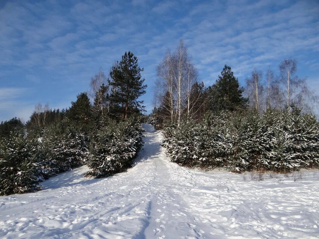 Вершина давыдово. Зимняя горка в лесу. Горка в лесу зимой. Заснеженная горка в лесу. Горка лес зима.