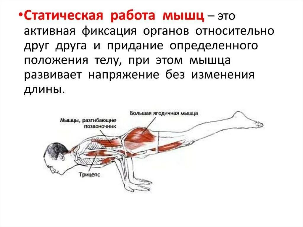 Динамическая нагрузка мышц. Статическая работа мышц. Статическая работа мышц примеры. Мышцы работа мышц. Работа мышц схема.