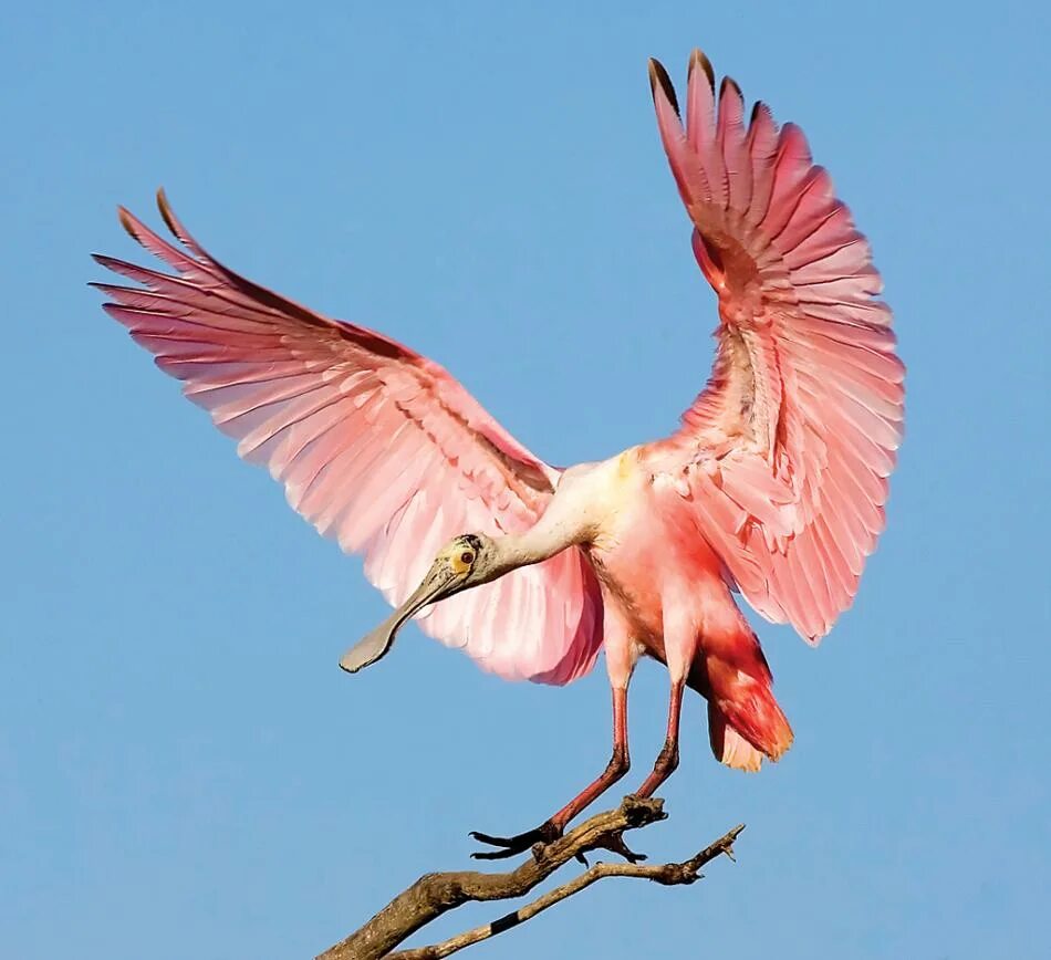 розовый фламинго летает. фламинго летит. розовый фламинго летает. фламинго летают. розовые фламинго в крыму 2021.