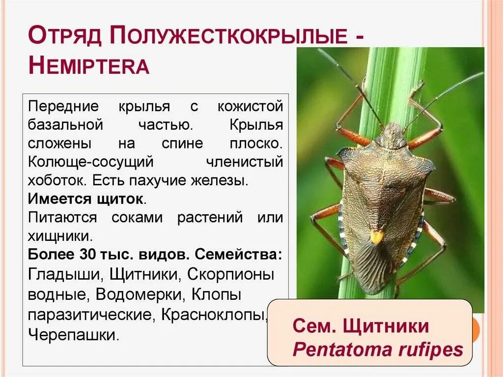 Отряд полужесткокрылые (Hemiptera). Клопы полужесткокрылые представители. Отряд полужесткокрылые (Hemiptera), или клопы. Строение крыльев полужесткокрылых насекомых.