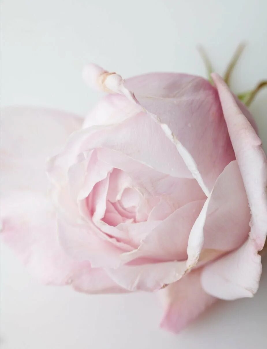 Бледно розовые розы. Розы пастельных тонов.