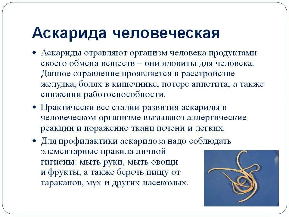 Какой вред могут причинить взрослые аскариды человеку. Аскаридоз симптомы у взрослых. Признаки человеческой аскариды. Черви человеческая аскарида.