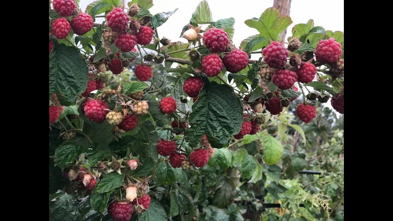Малина Квелли: плюсы и минусы сорта, нюансы выращивания в саду