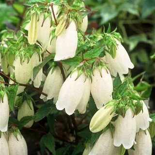 White bell
