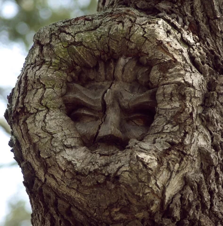 Картинки лицо дерево. Пень с лицом. Дерево с лицом. Дерево с человеческим лицом.