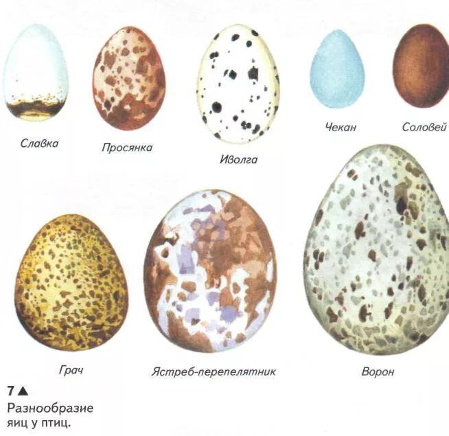 Какого цвета яйца птиц. Яйца разных птиц. Пятнистые птичьи яйца. Яйца птиц с названиями. Форма яиц птиц.