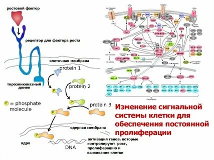 Регуляция пролиферации клеток