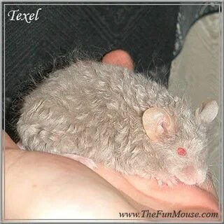 These are funny mouse