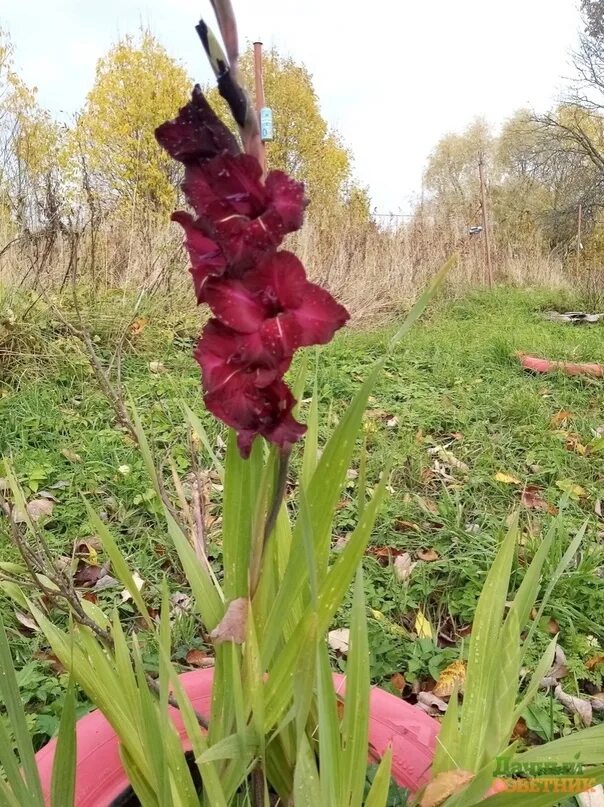 Гладиолусы на грядке. Гладиолусы начало цветения. Гладиолус дверь в лето. Красивая идея посадки гладиолусов.