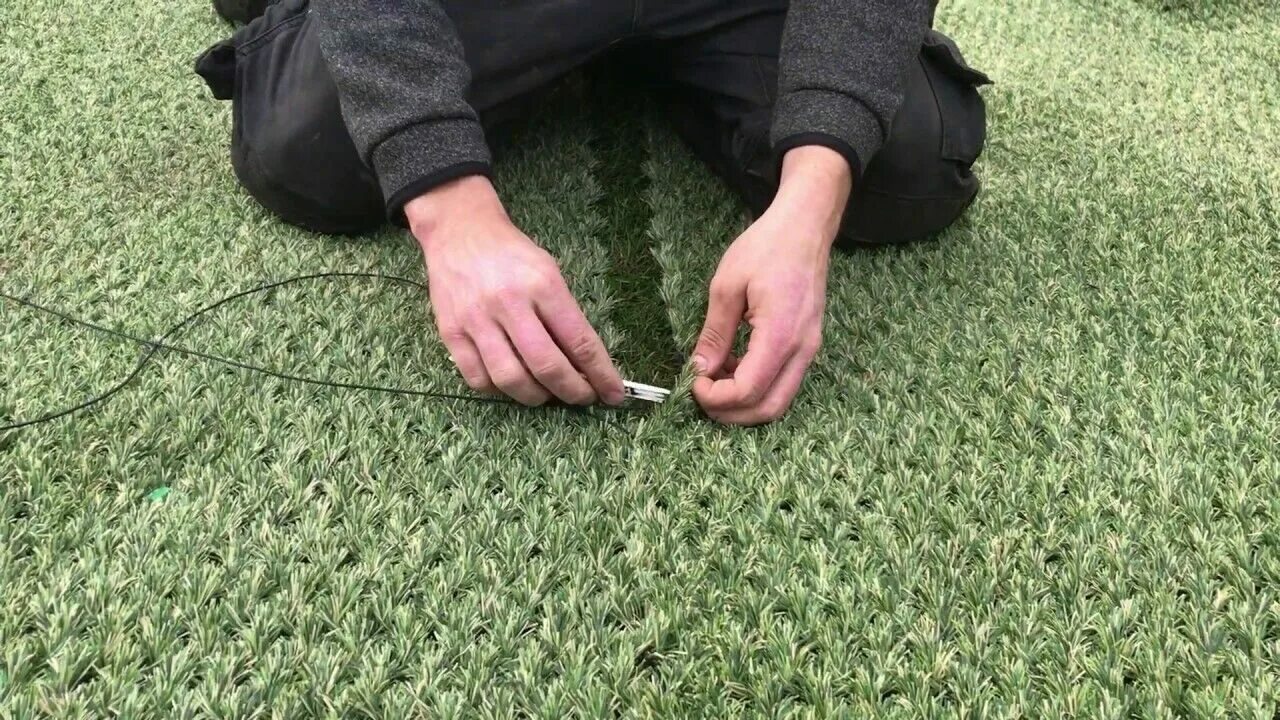 Гибридная трава Green Hybrid. Гибридная трава с газоном. Трава полотно. SISGRASS гибридное покрытие.