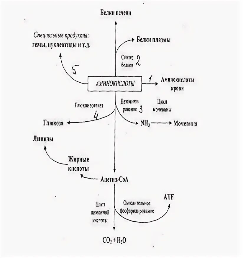 Обмен белка в печени. Схема метаболизма аминокислот в печени. Превращение аминокислот в печени. Основные пути превращения аминокислот. Метаболизм белков в печени схема.