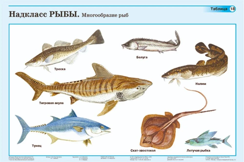 Разнообразие рыб. Класс рыбы представители. Надкласс рыбы. Класс рыбы многообразие. Назовите классы рыб