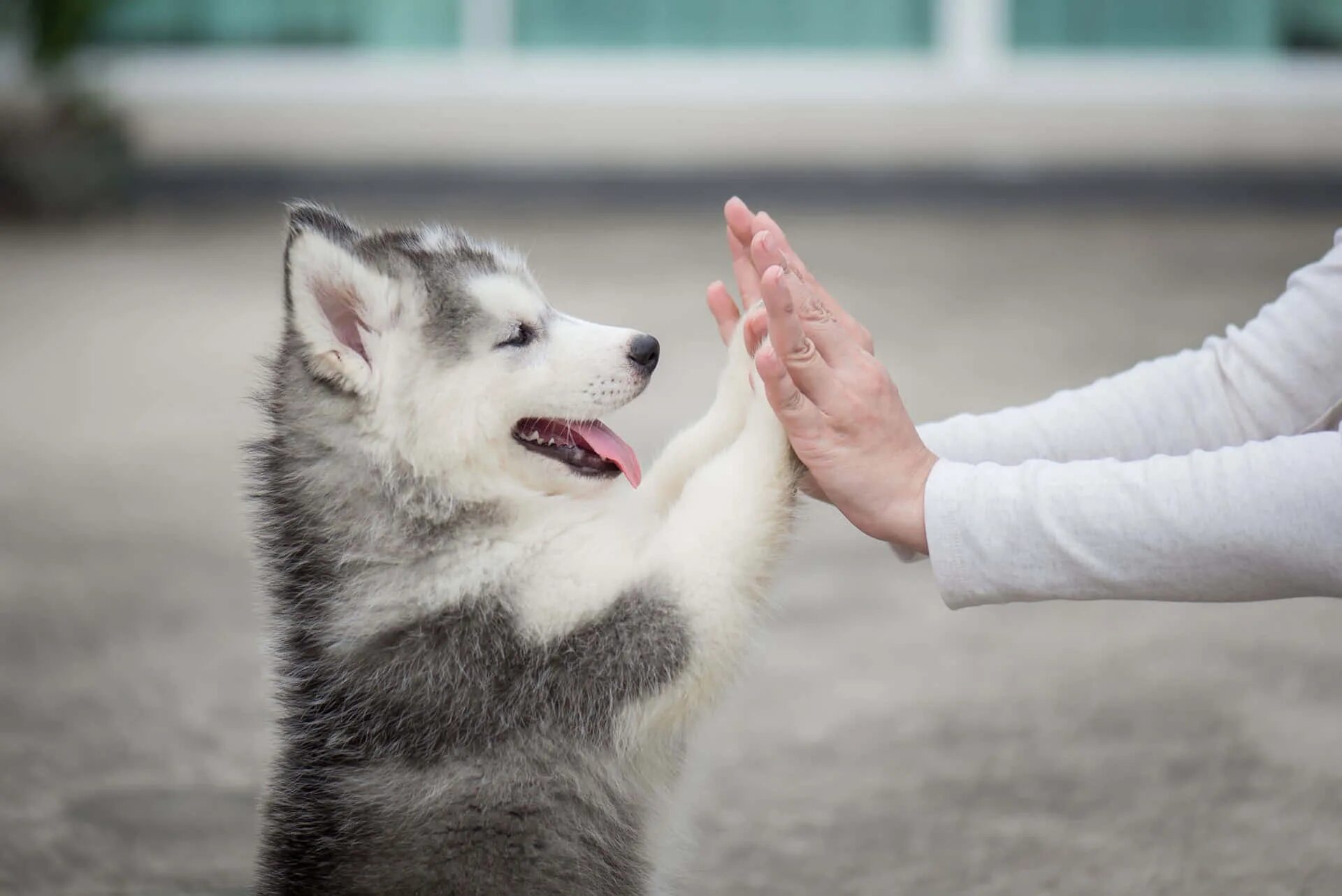 Your pet big. Сибирский хаски лапы. Хаски щенок. Дрессировка хаски. Хаски с человеком.