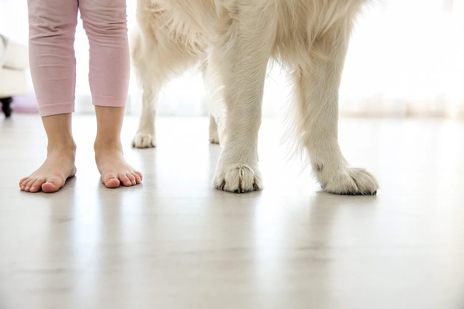 Собачья лапа. Золотистый ретривер лапы. Фото животных счет ног для детей. Feet dog