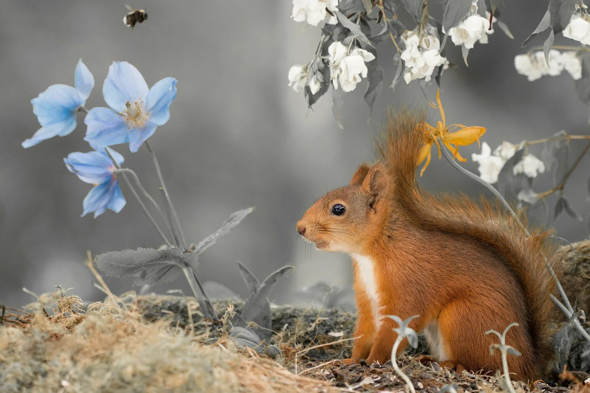 алтайская пищуха. доброе утро белочка. полевая мышь. прикольные картинки с цветами и природой. грызун определяет приход весны.