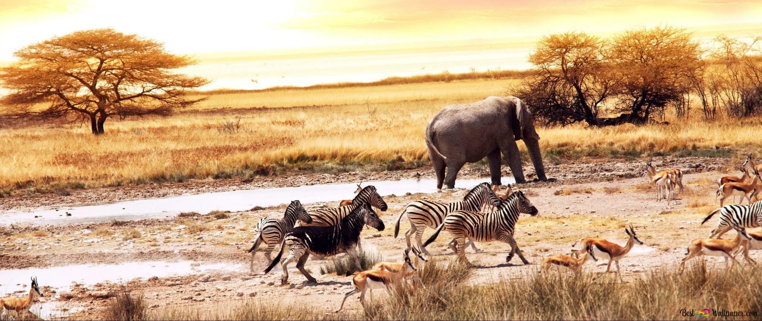 Африка панорама. Зебры в саванне. Животные саванны Южной Америки. Панорама Африки для детей.