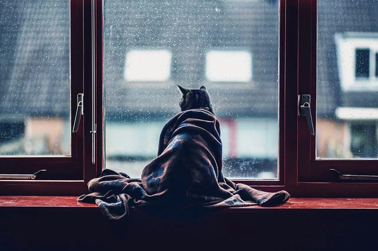 Терпеливо выжидая. Одинокий кот. Ждет у окна. Сидит у окна. Грустно у окна.