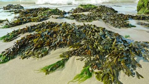 Есть ли в морях водоросли