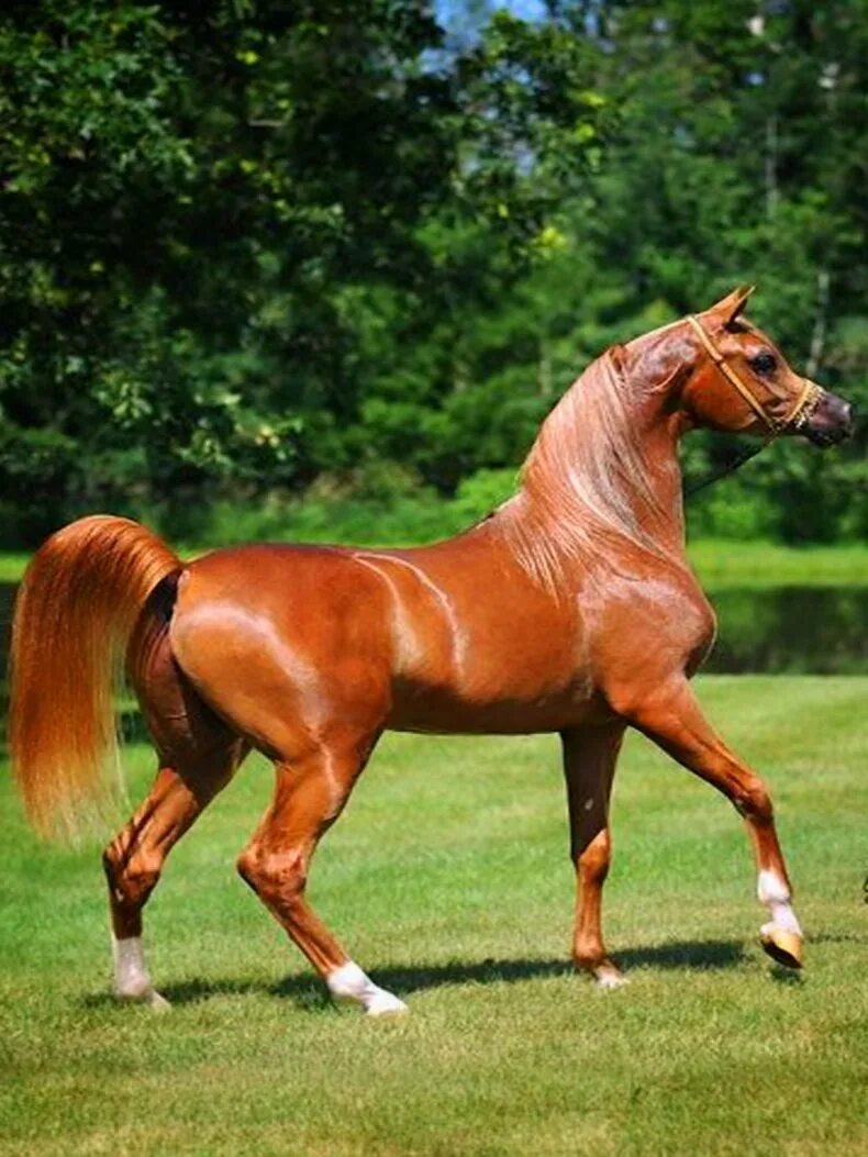 Породистый конь. Пегий ахалтекинец. Андалузская Соловая. Абиссинская порода лошадей.