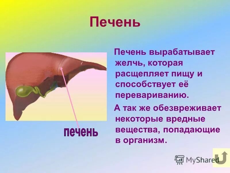 Чем вырабатывается желчь. Печень вырабатывает желчь. Что продуцирует желчь в печени. Вещества которые вырабатывает печень. В каком органе вырабатывается желчь.