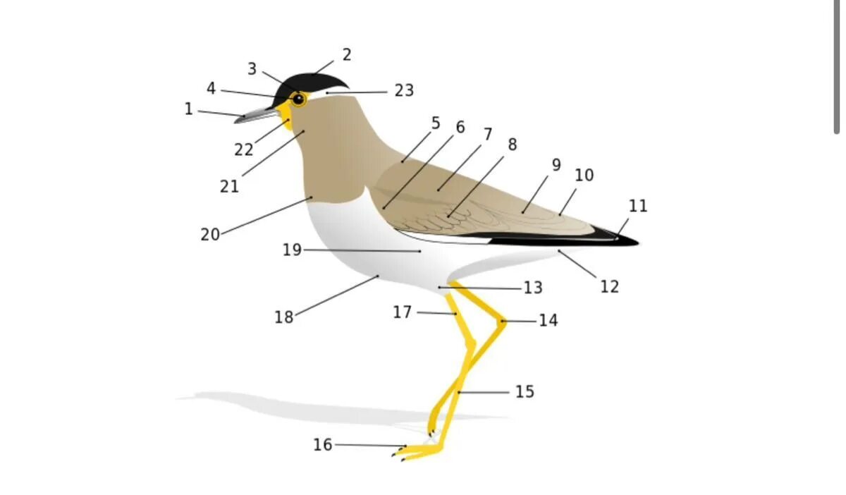 Строение птицы. Анатомия птиц. Строение тела птицы. Морфология птиц.