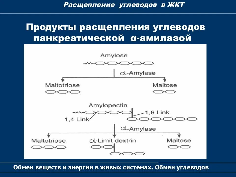 Цепочка расщепления углеводов. Этапы расщепления углеводов. Обмен углеводов схема. Схема расщепления углеводов.