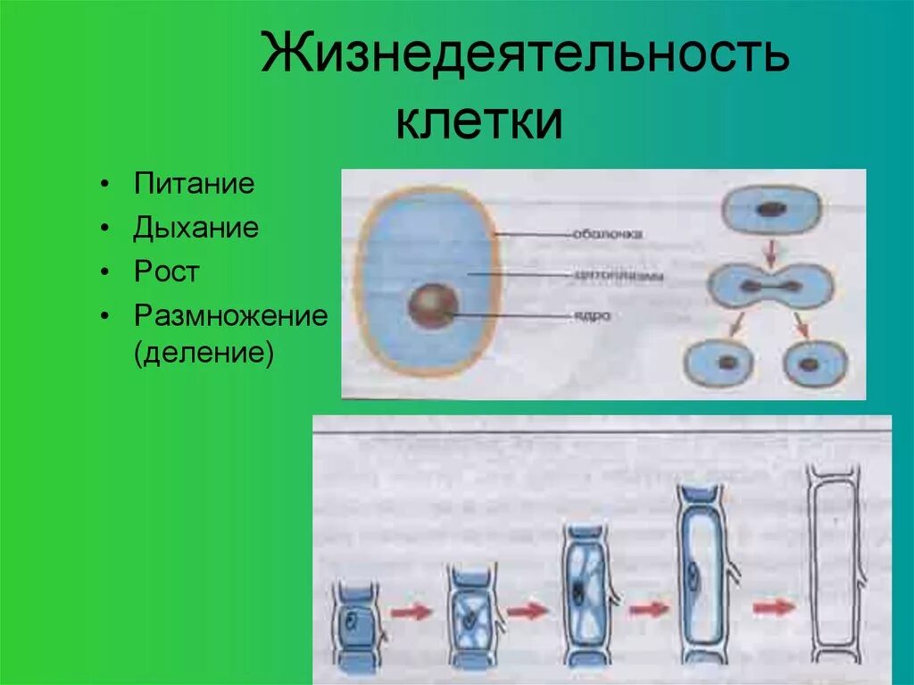 Биология 5 класс процессы жизнедеятельности клетки рост. Процесс жизнедеятельности клетки 5 класс биология деление клетки. Клетка: процессы жизнедеятельности клетки. Жизнедеятельность клетки 5 класс биология деление клетки.