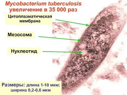 Туберкулезный антиген