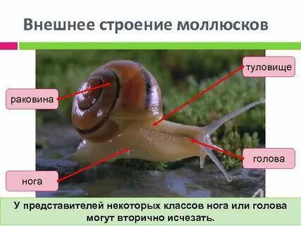 Каковы особенности строения жизнедеятельности обыкновенного прудовика