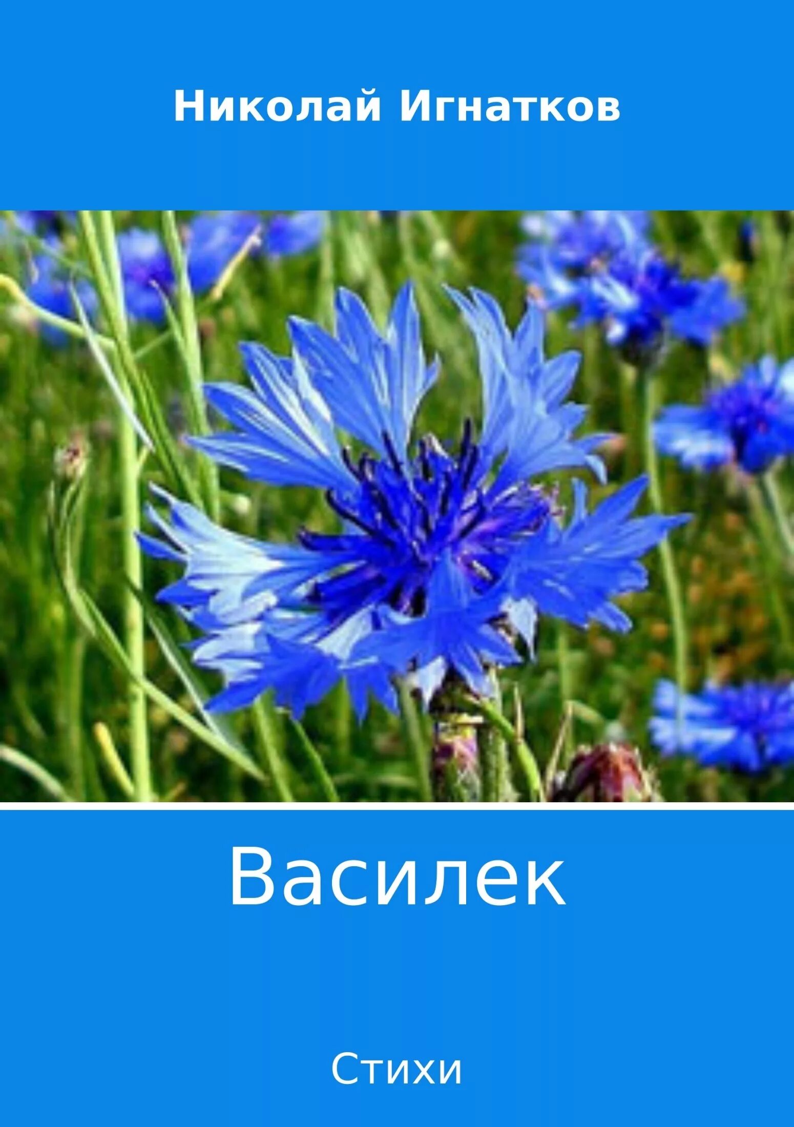 Василек стих. Василёк синий. Василек лекарственное растение. Книга и васильки. Стих о васильке.