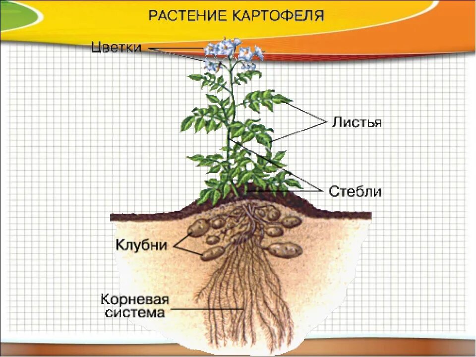 Надземные части корня. Картофель части растения. Строение корневой системы картофеля. Строение стебля картофеля. Картофель строение растения.