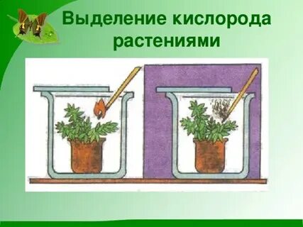 Какие растения выделяют сок