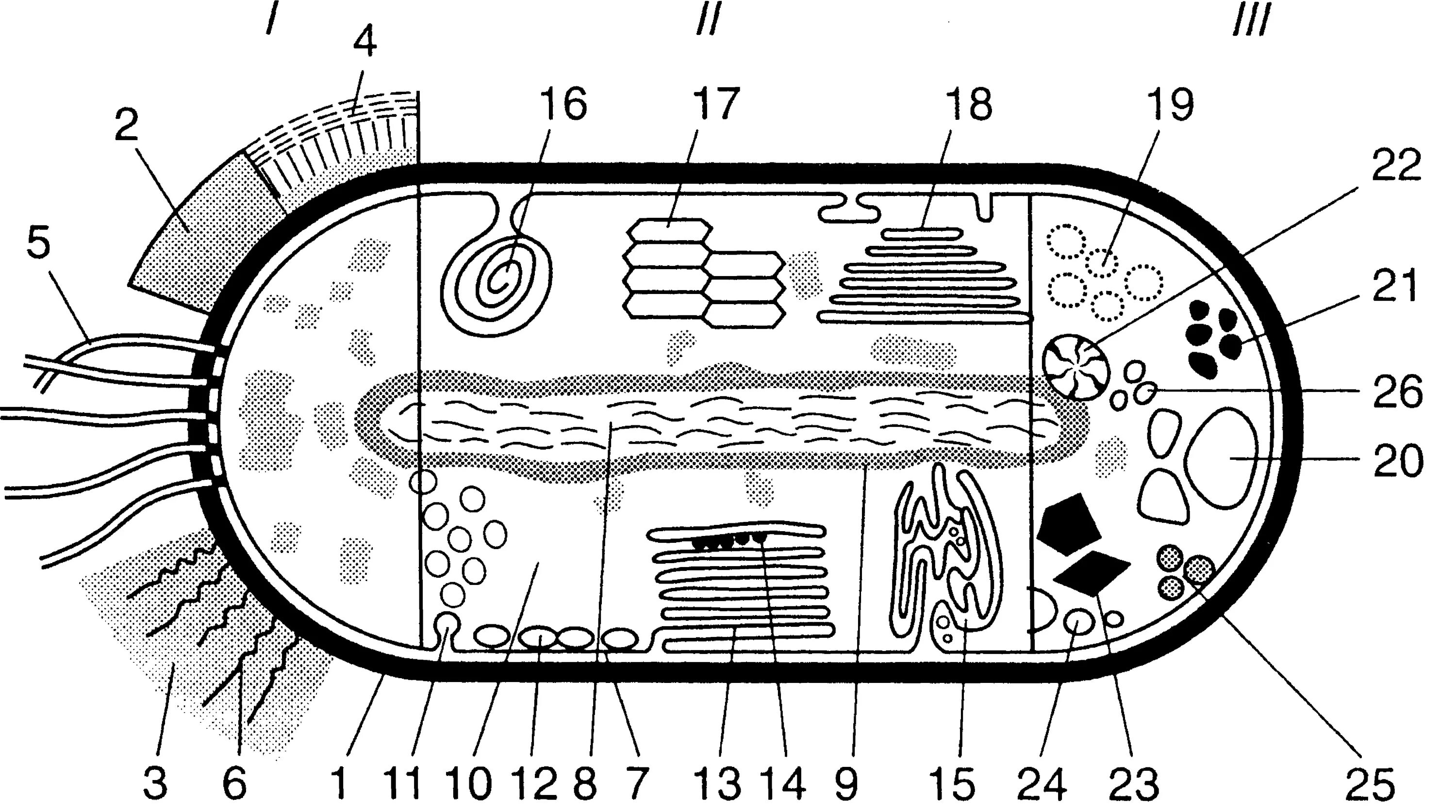 Схематическое изображение строения бактериальной клетки. Схема строения бактериальной клетки рисунок. Схема строения клетки бактерии рисунок с подписями. Структура бактериальной клетки рисунок с подписями. Из каких клеток состоят бактерии