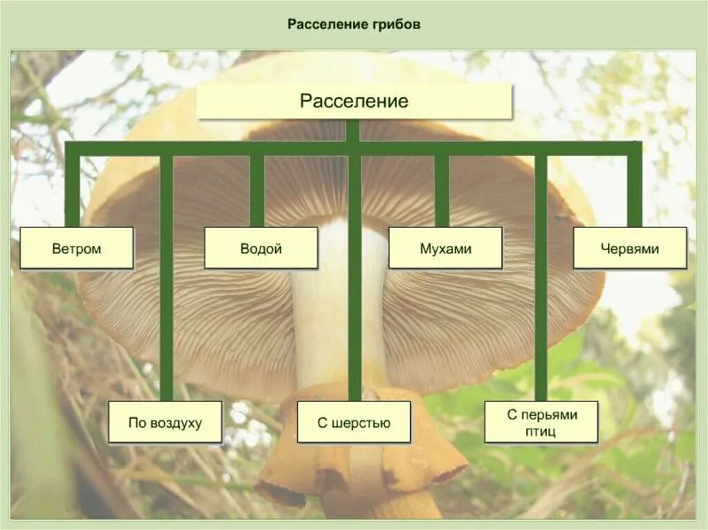 Расселение грибов. Способы расселения растений. Расселение бактерий и грибов. Распространение живых организмов. Изменения в природе летом 5 класс биология