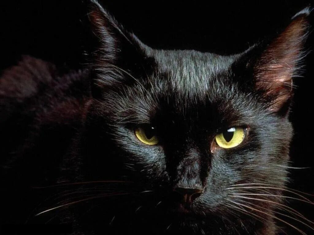 Бомбейская кошка. Бомбейская черная кошка. Бомбейская кошка злая. Красивый черный кот.