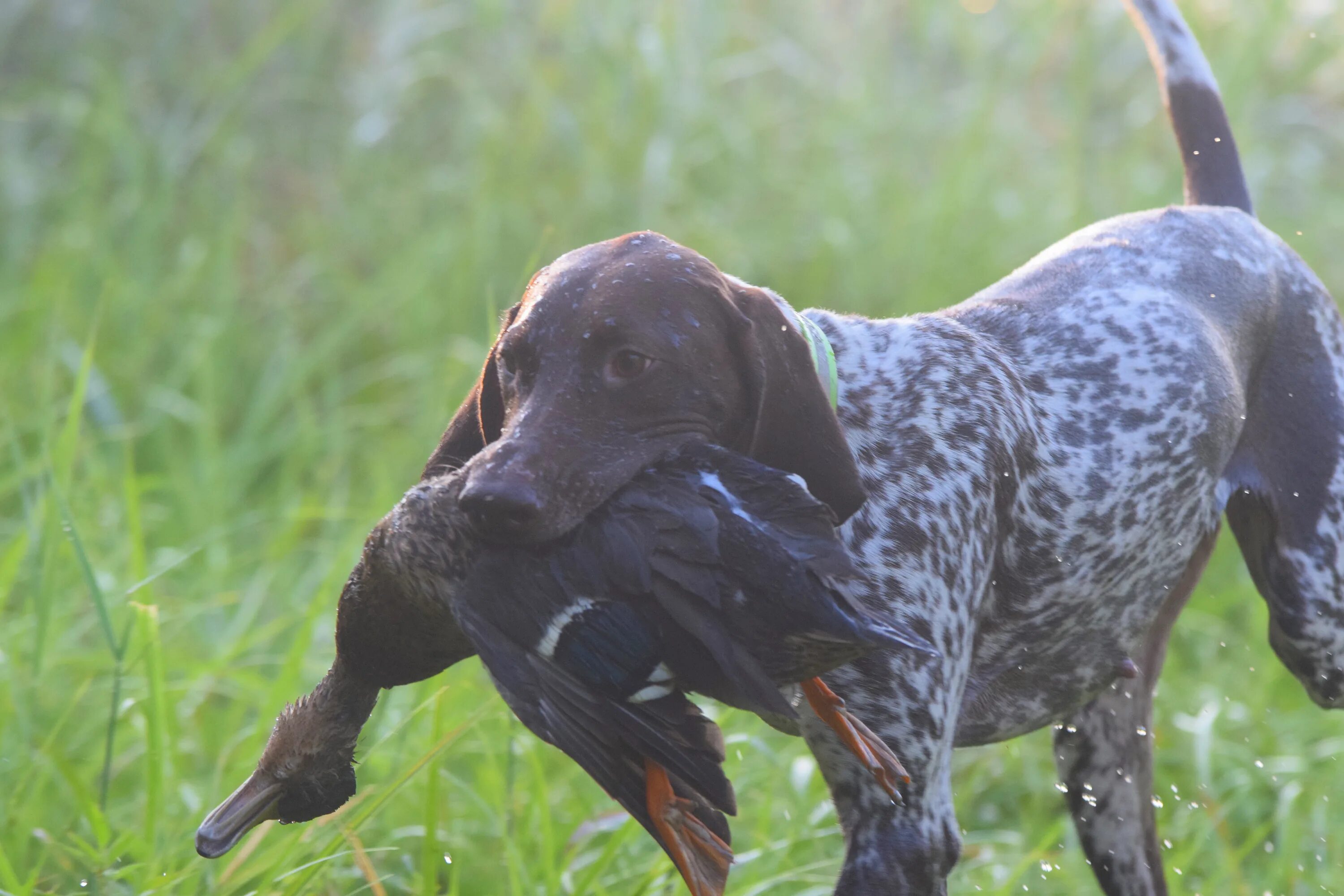 курцхаар. сеттер пойнтер курцхаар. курцхаар дратхаар и сеттер. курцхаар собака. курцхаар москва.