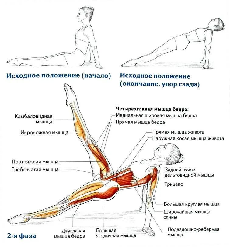 Изолированное положение. Поднятие ног лежа на спине мышцы. Какие мышцы работают.