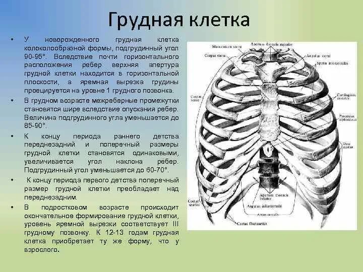 Выберите три правильных ответа грудную клетку образуют