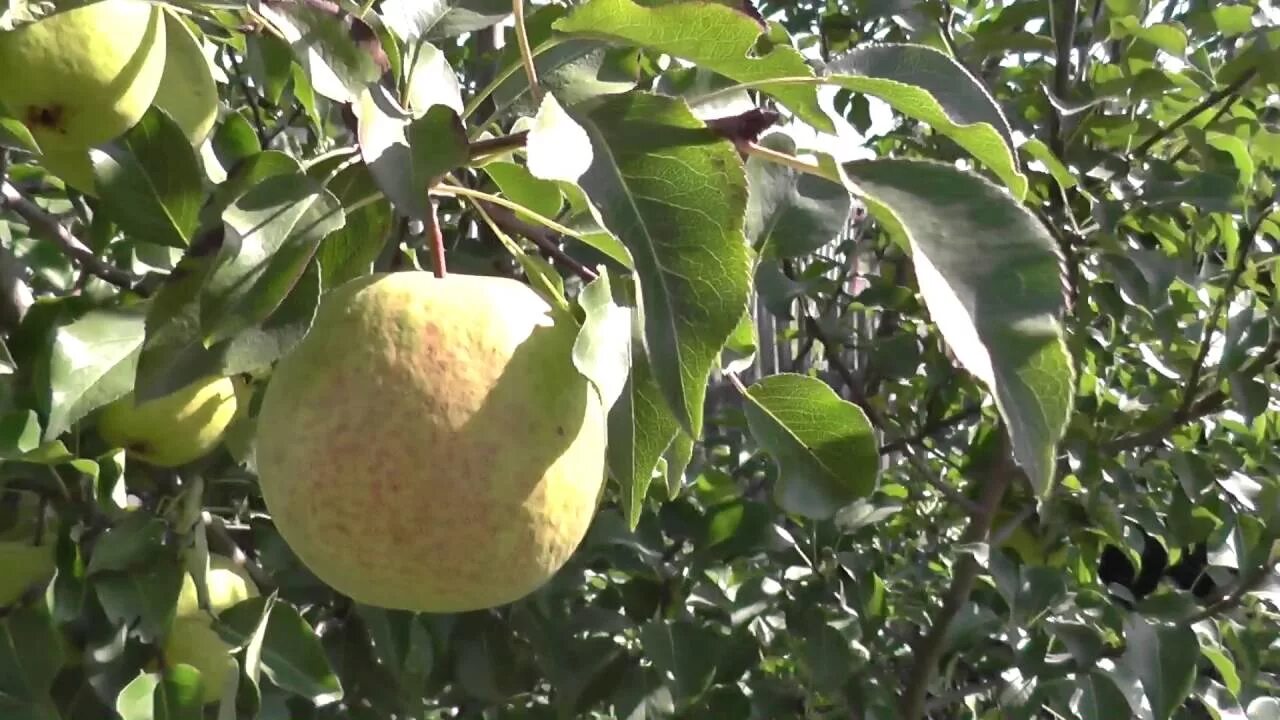 Груша сварог описание сорта. Сорт груши Сварог. Груша Лукашовка. Бергамот (сорта груши). Груша Сварог куст.