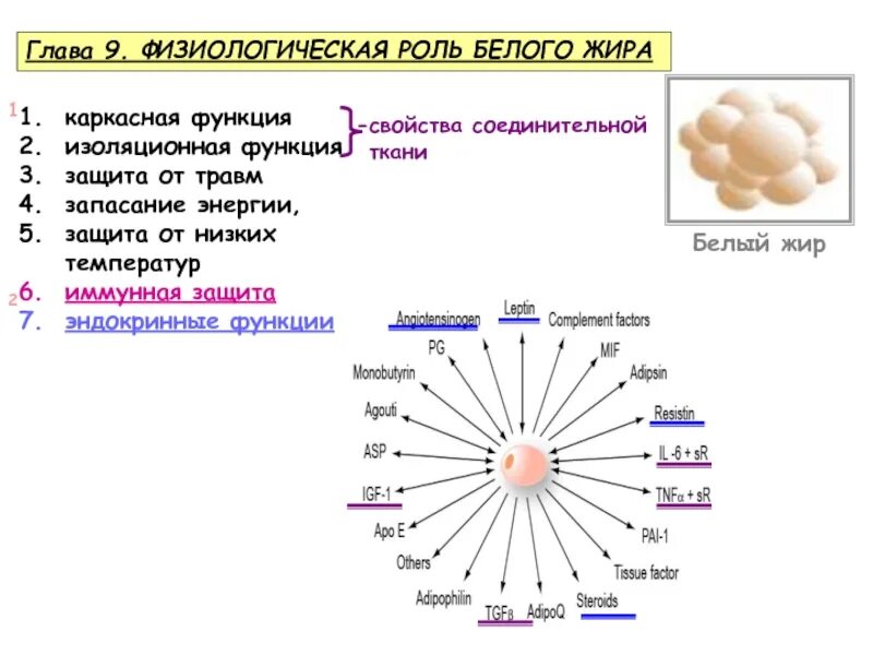 Иммунная температура. Формы запасания энергии. Функция запасание жира и энергии. Функции белого жира. Каркасная функция.