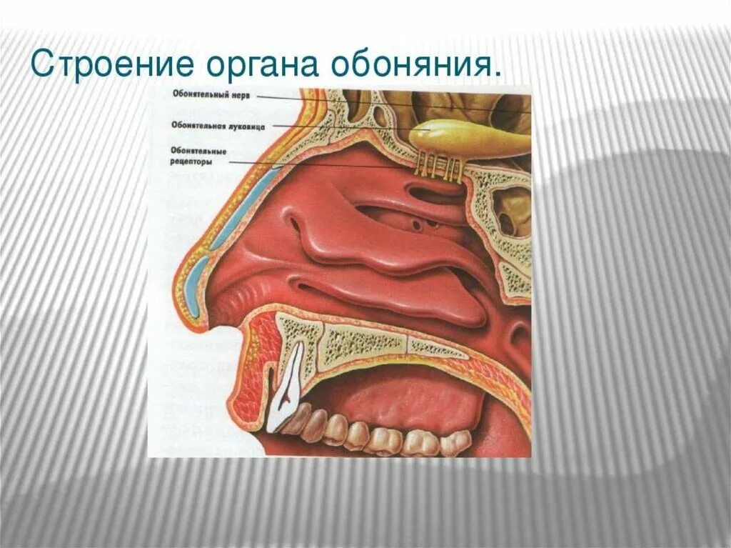 Зона обонятельно вкусовая. Строение анализатора обоняния человека. Строение носа обонятельные рецепторы. Орган обоняния строение анализатора. Орган обоняния обонятельный анализатор.